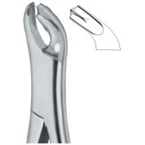 Molars 17